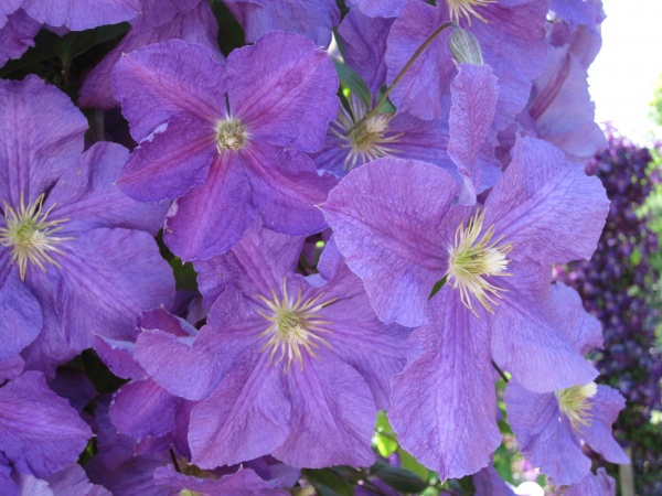 Clematis Victoria (Jackmanii group)