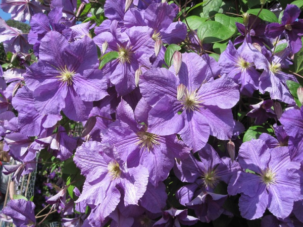 Clematis Victoria (Jackmanii group)