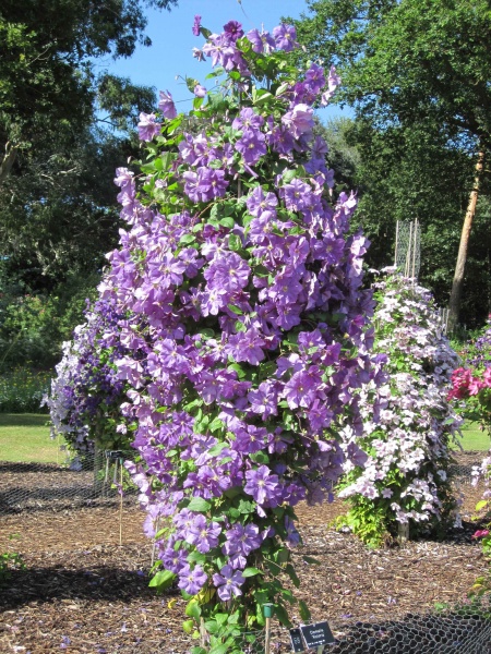 Clematis Victoria (Jackmanii group)