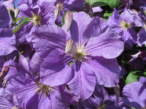 Clematis Victoria (Jackmanii group)