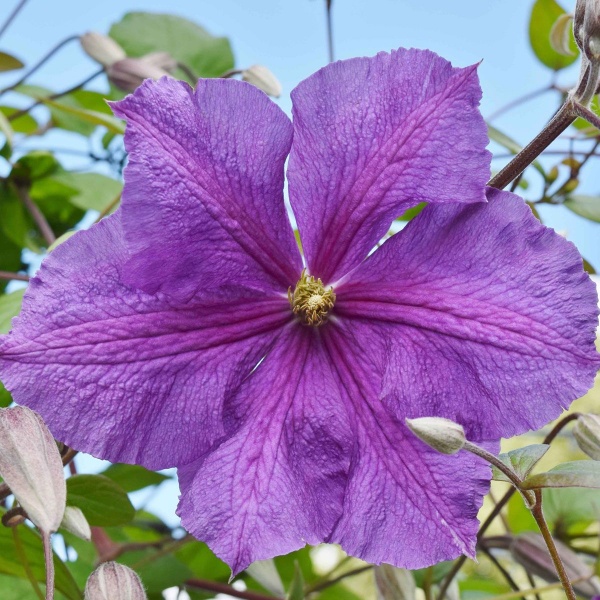 Clematis Victoria (Jackmanii group)