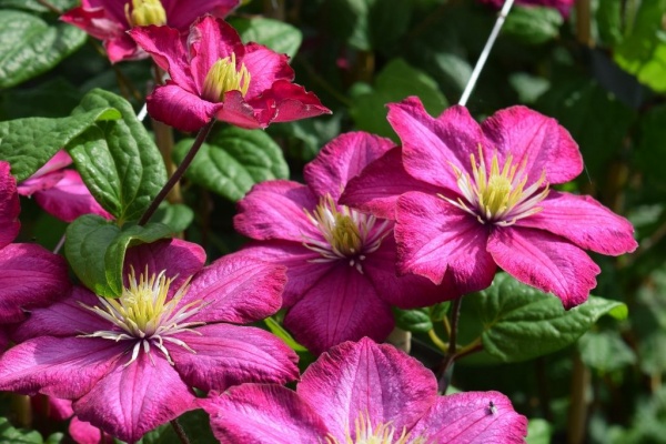 Clematis Ville de Lyon