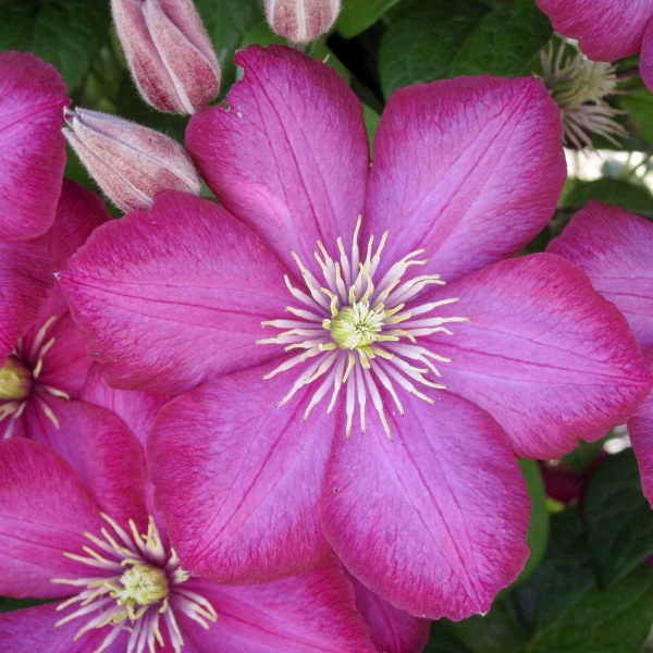 Clematis Ville de Lyon