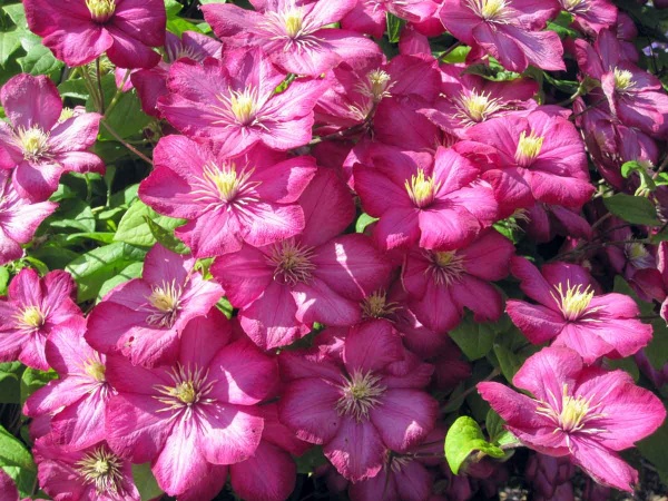 Clematis Ville de Lyon