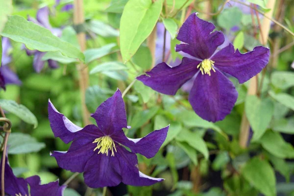 Clematis Viola