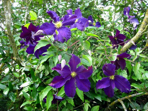 Clematis Viola