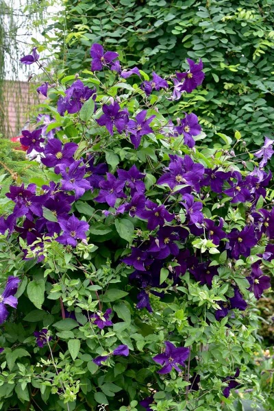 Clematis Viola