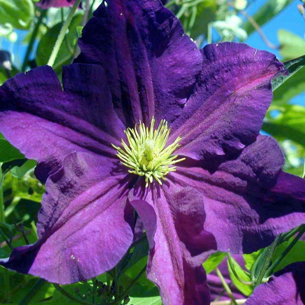 Clematis Viola