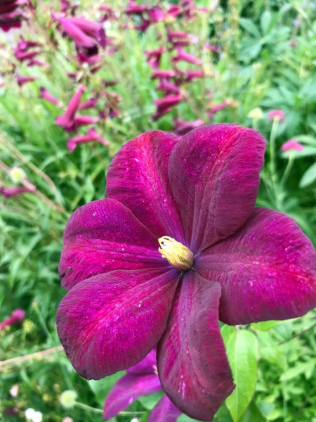 Clematis Voluceau