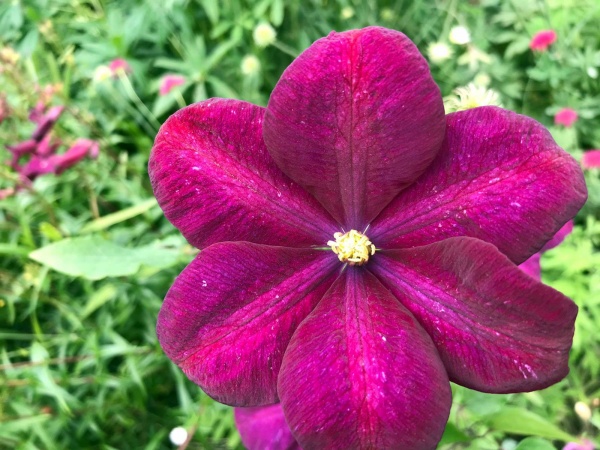 Clematis Voluceau