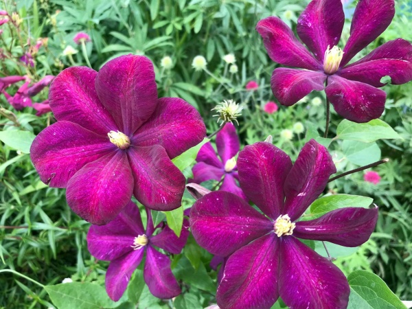 Clematis Voluceau