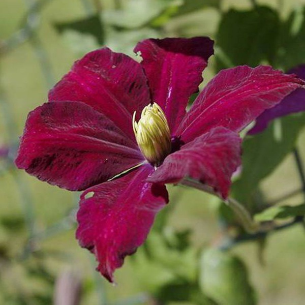 Clematis Voluceau