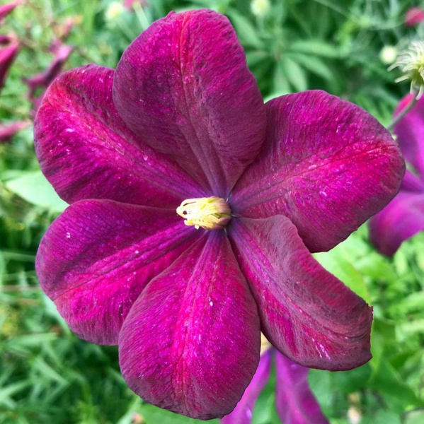 Clematis Voluceau