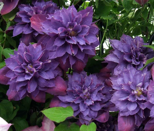 Clematis Vyvyan Pennell