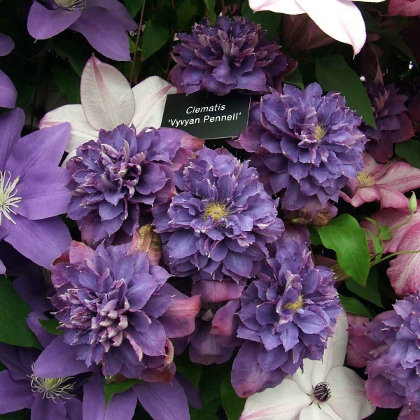 Clematis Vyvyan Pennell