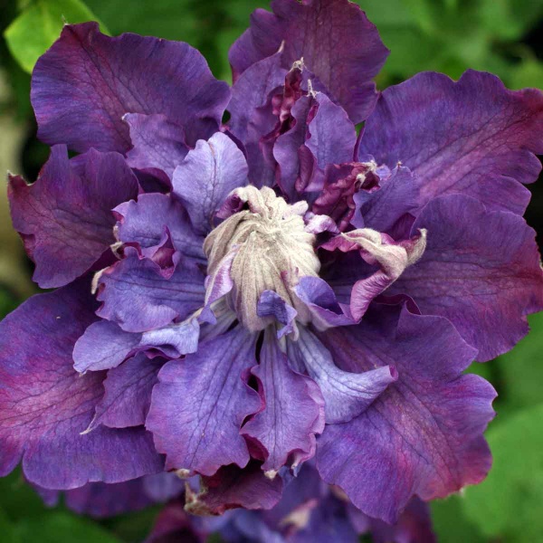 Clematis Vyvyan Pennell