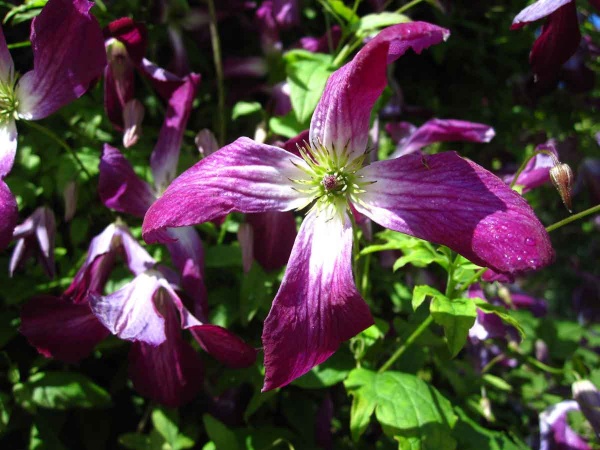 Clematis Walenburg