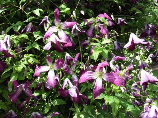 Clematis Walenburg