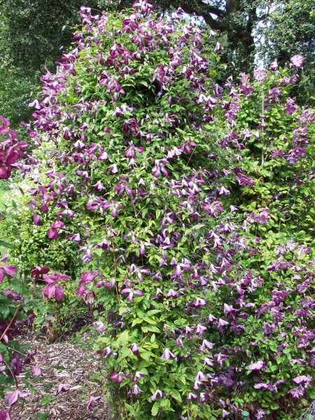 Clematis Walenburg