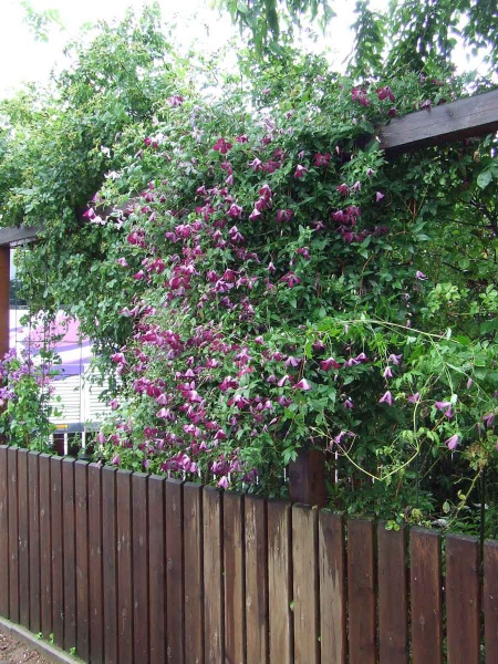 Clematis Walenburg