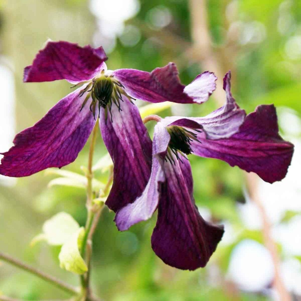 Clematis Walenburg