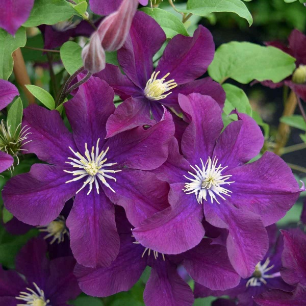 Clematis Warszawska Nike (syn. Warsaw Nike)