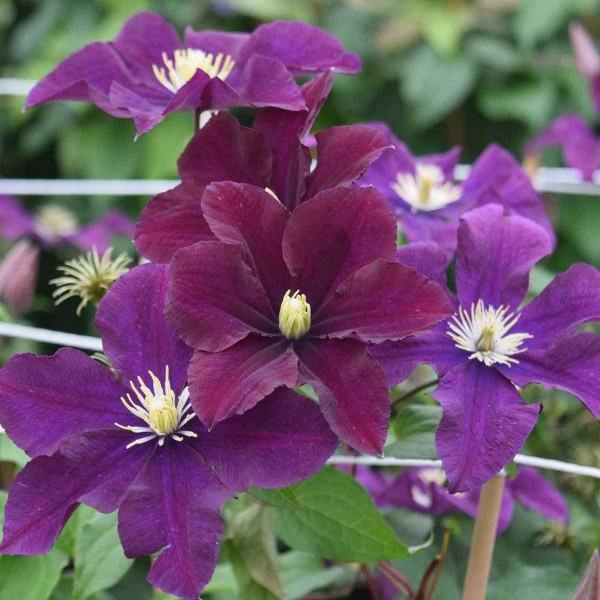 Clematis Warszawska Nike (syn. Warsaw Nike)