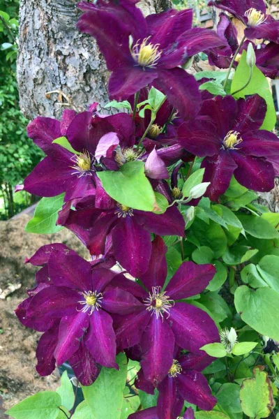 Clematis Warszawska Nike (syn. Warsaw Nike)