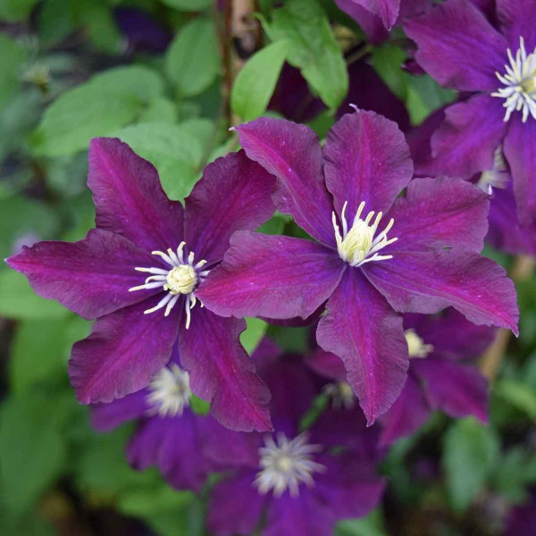 Clematis Warszawska Nike (syn. Warsaw Nike)