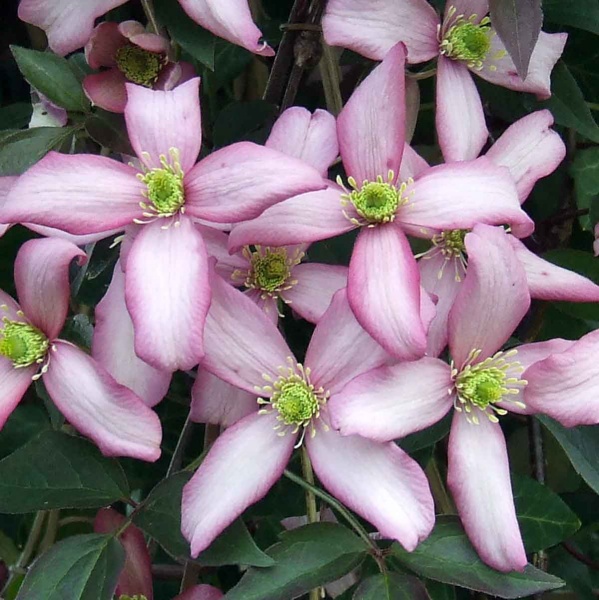 Clematis Warwickshire Rose