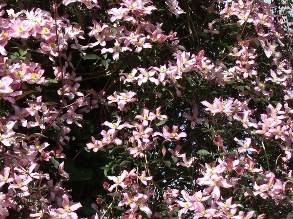 Clematis Warwickshire Rose