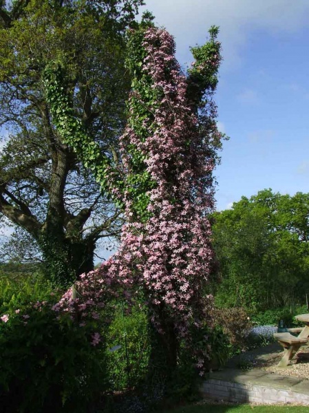 Clematis Warwickshire Rose