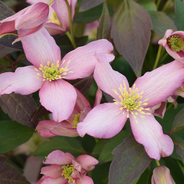 Clematis Warwickshire Rose