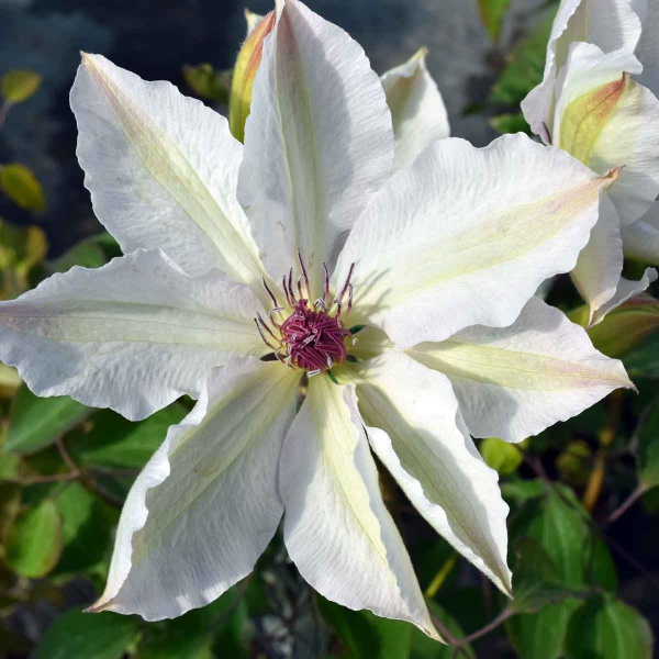 Clematis Wedding Day