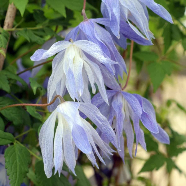 Clematis Wesselton