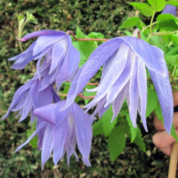 Clematis Wesselton