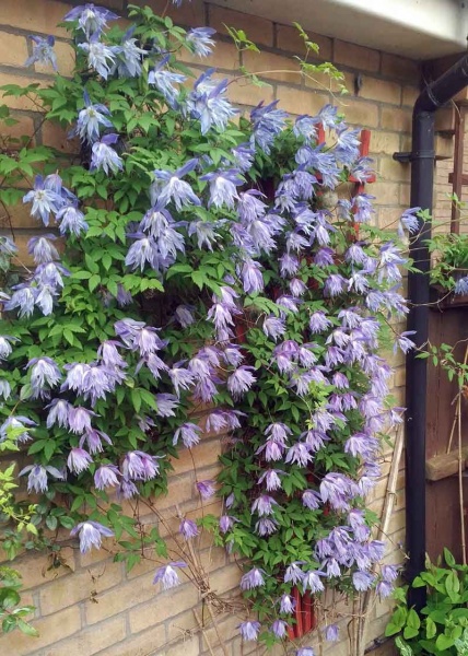 Clematis Wesselton