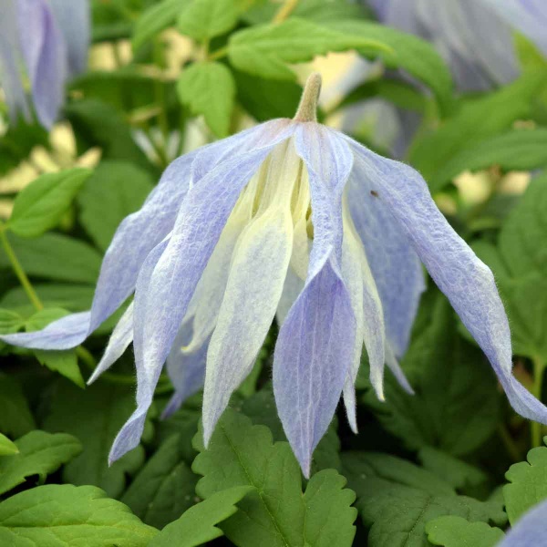 Clematis Wesselton