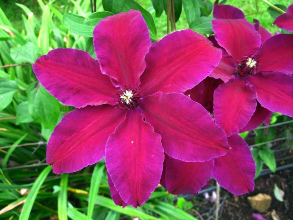 Clematis Westerplatte