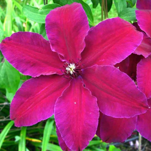 Clematis Westerplatte