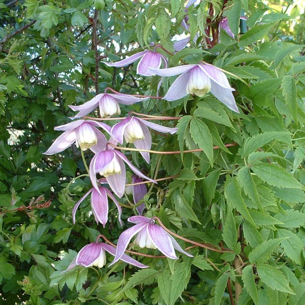 Clematis Willy