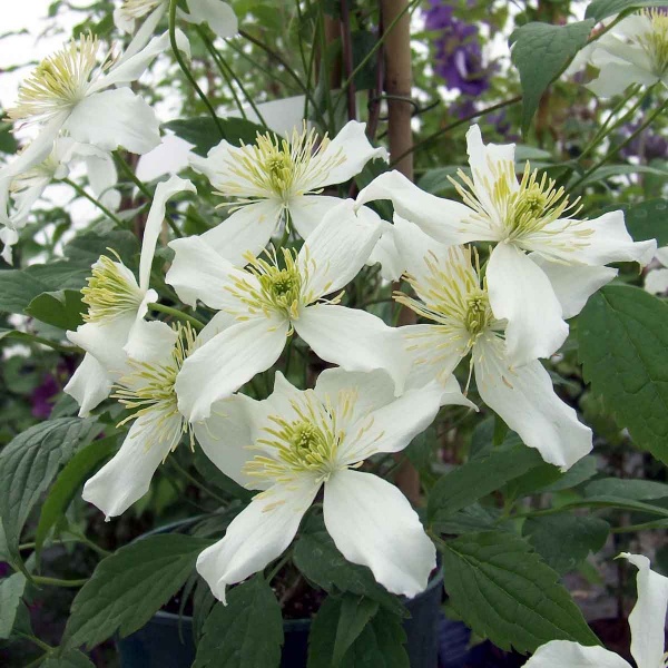 Clematis Wilsonii (montana var. wilsonii)