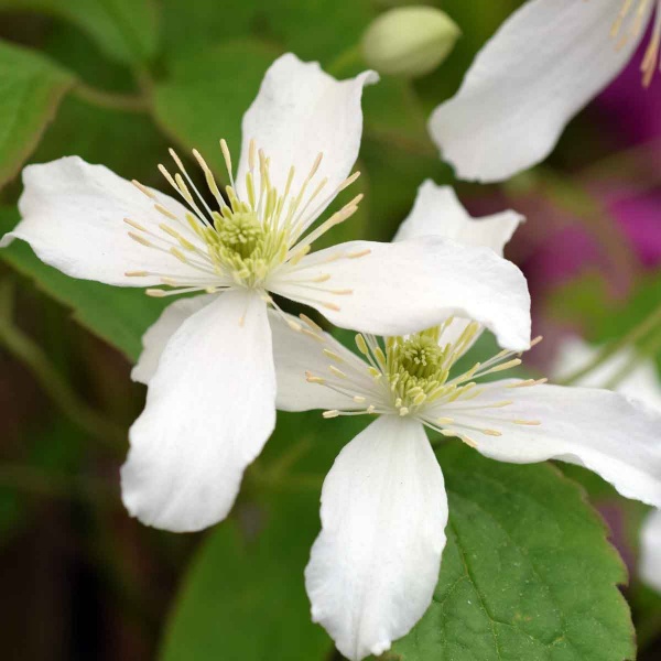 Clematis Wilsonii (montana var. wilsonii)