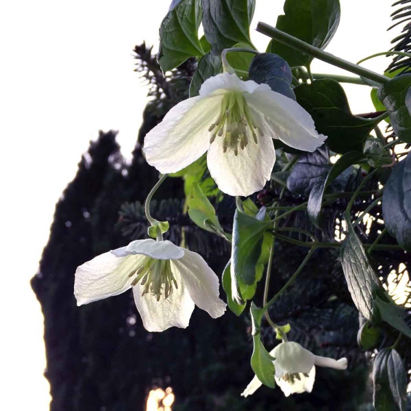Clematis Wisley Cream
