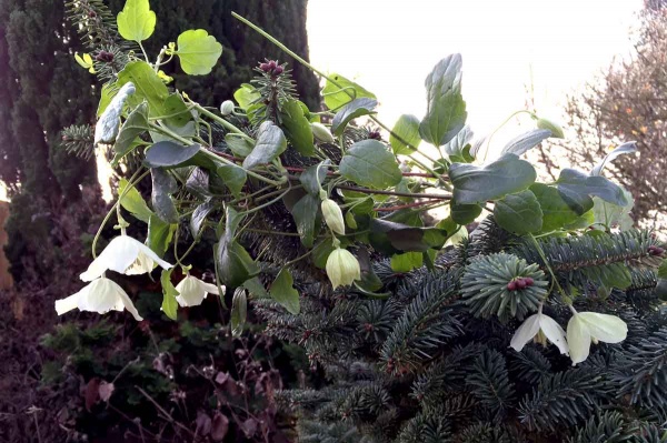 Clematis Wisley Cream