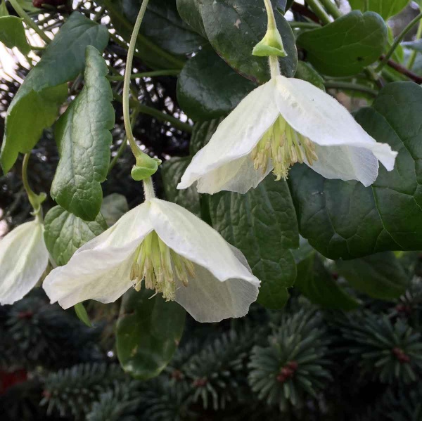 Clematis Wisley Cream