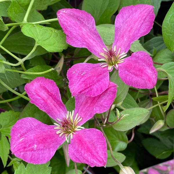 Clematis WONDERFUL 'Zo09073'