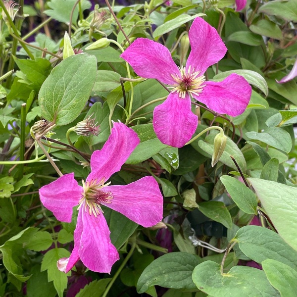 Clematis WONDERFUL 'Zo09073'