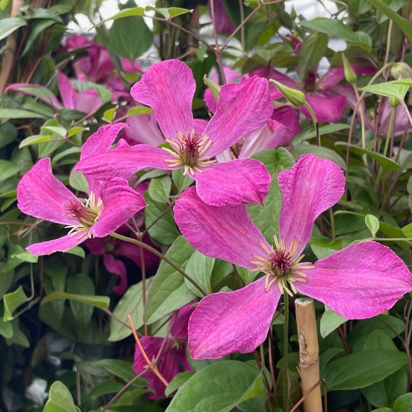 Clematis WONDERFUL 'Zo09073'