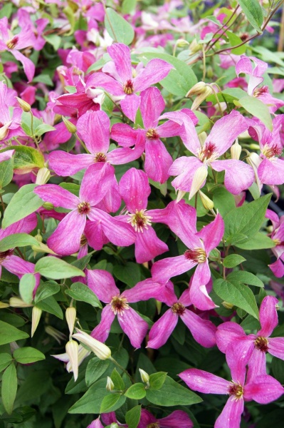 Clematis WONDERFUL 'Zo09073'